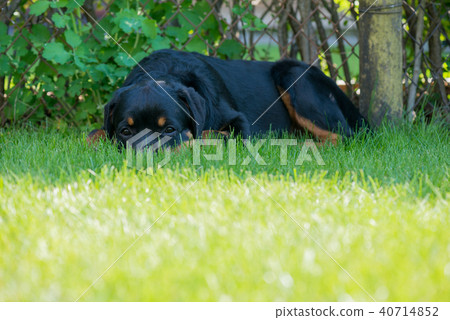 Rottweiler laying down 40714852