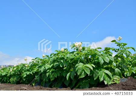 Potato field 40715033