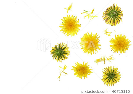 Dandelion flower or Taraxacum Officinale isolated on white background with copy space for your text Dandelion flower or Taraxacum Officinale isolated on white background with copy space for your text 40715310