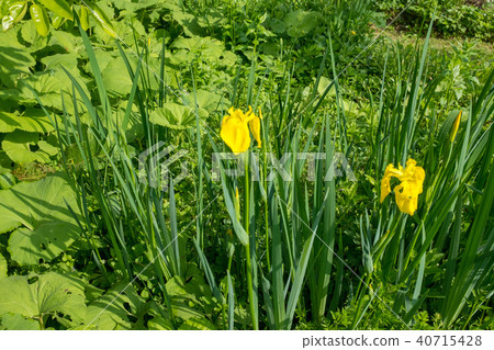 開花在沼澤的黃色玫瑰 開花在沼澤的黃色玫瑰 40715428