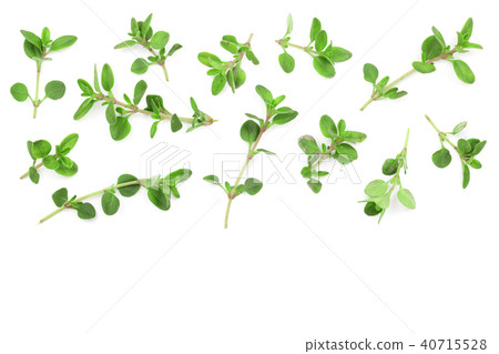 Fresh thyme spice isolated on white background with copy space for your text. Top view. Flat lay 40715528