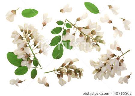 Blossoming acacia with leafs isolated on white background, Acacia flowers, Robinia pseudoacacia 40715562