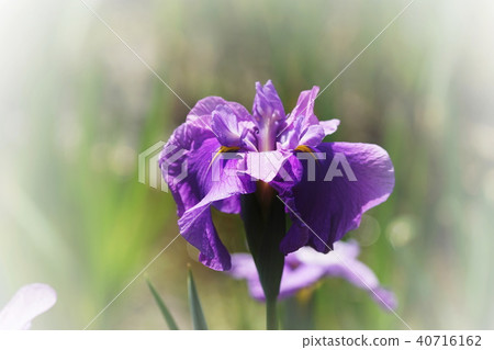 Iris iris Iris iris 40716162