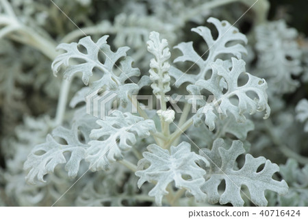 Top view of dusty miller plant 40716424