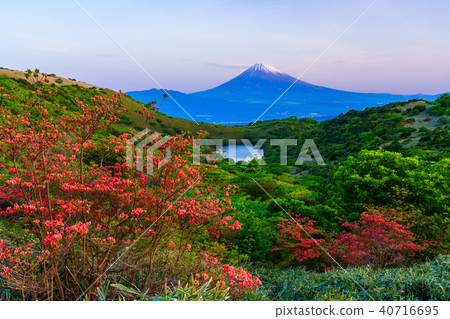 (Shizuoka Prefecture) Mt. Fuji seen from Hakone Gendake blooming mountain azalea 40716695