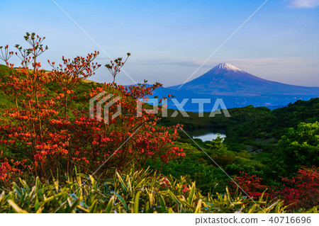 (Shizuoka Prefecture) Mt. Fuji seen from Hakone Gendake blooming mountain azalea 40716696
