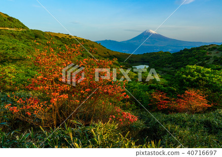 (Shizuoka Prefecture) Mt. Fuji seen from Hakone Gendake blooming mountain azalea 40716697