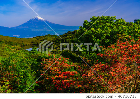 (Shizuoka Prefecture) Mt. Fuji seen from Hakone Gendake blooming mountain azalea (Shizuoka Prefecture) Mt. Fuji seen from Hakone Gendake blooming mountain azalea 40716715