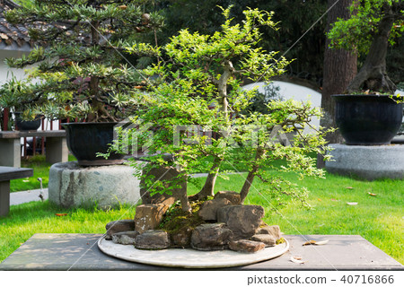 Bonsai tree in a Chengdu park 40716866