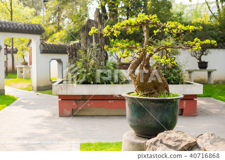 Bonsai trees in a Chengdu park Bonsai trees in a Chengdu park 40716868
