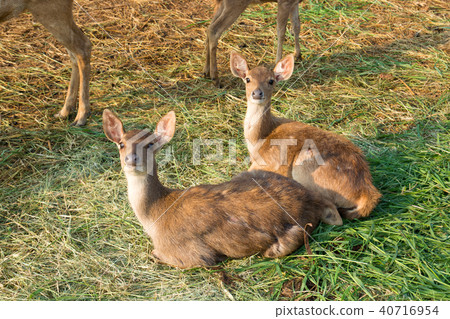 Baby or Kids of Sambar Deer 40716954