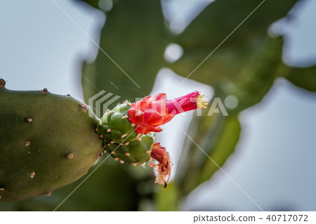 orange cactus flowers in garden orange cactus flowers in garden 40717072
