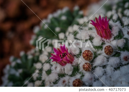 pink cactus flowers pink cactus flowers 40717073
