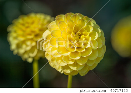 yellow flowers blooming yellow flowers blooming 40717123