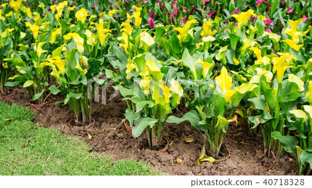 Yellow calla lily flower in a garden. Yellow calla lily flower in a garden. 40718328