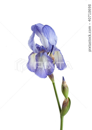 Violet irise isolated on white background 40718698