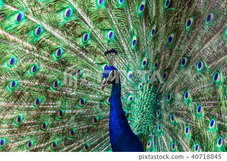 Indian peacock spreading wings 40718845