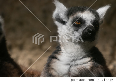 Melting waxed lemur 40718846