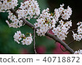 Cherry Blossoms	 40718872