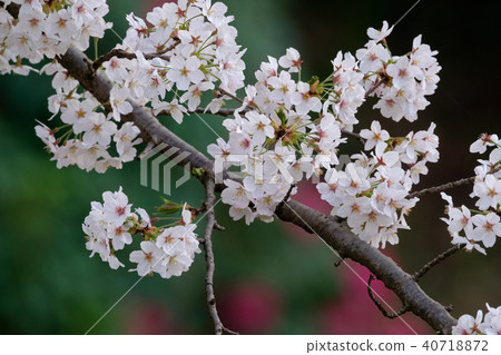 Cherry Blossoms	 40718872