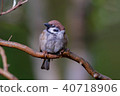 Sparrow 40718906