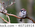 Sparrow 40718914