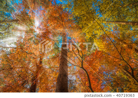 multi color trees in the autumn forest 40719363