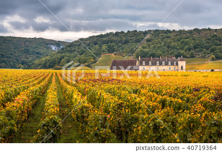 Chateau with vineyards in the autumn season Chateau with vineyards in the autumn season 40719364