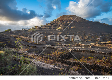 Vineyards in La Geria, Lanzarote, Canary Islands Vineyards in La Geria, Lanzarote, Canary Islands 40719367