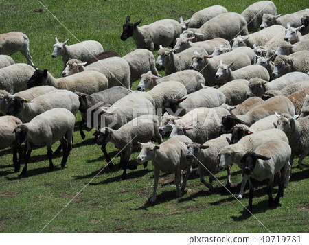 Sheep / group Sheep / group 40719781