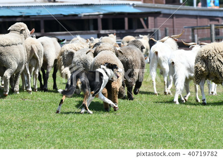 Sheepdog, sheep Sheepdog, sheep 40719782