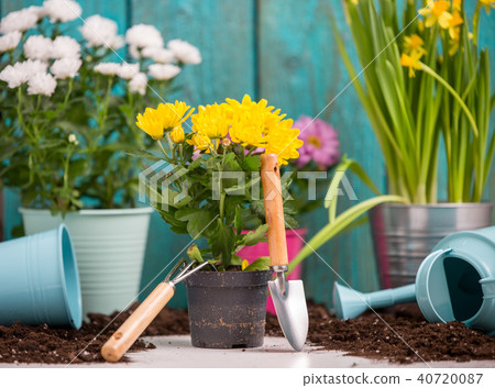 Photo of colorful chrysanthemums in pots near wooden fence 40720087