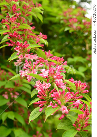 Taniugi's flower 40720270