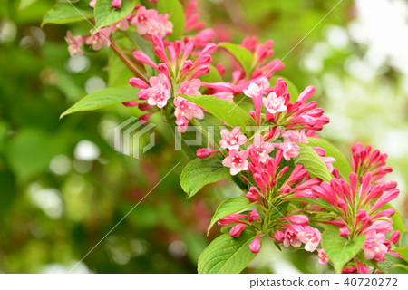 Taniugi's flower 40720272