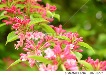 Taniugi's flower Taniugi's flower 40720274