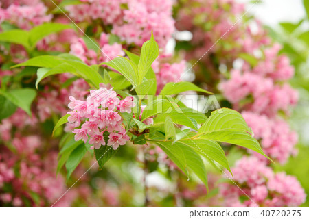 Taniugi's flower 40720275