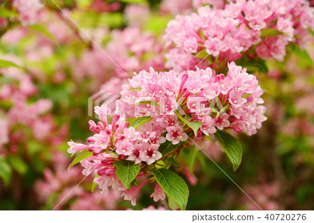 Taniugi's flower 40720276