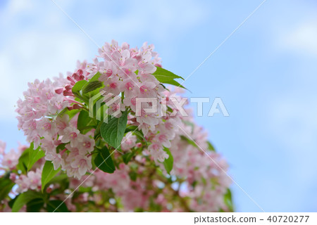 Sage bug flower and blue sky 40720277