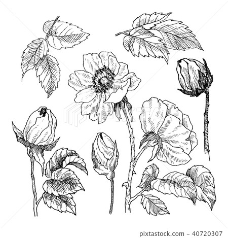 Wild roses blossom branch isolated on white. Vintage botanical hand drawn illustration. Spring Wild roses blossom branch isolated on white. Vintage botanical hand drawn illustration. Spring 40720307