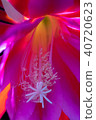 Peacock Cactus 40720623
