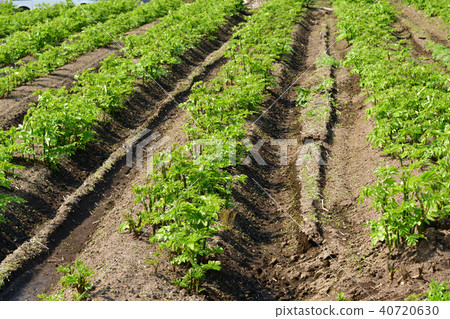 拍攝在北海道北海道的高地上種植Udo的田地景觀 40720630