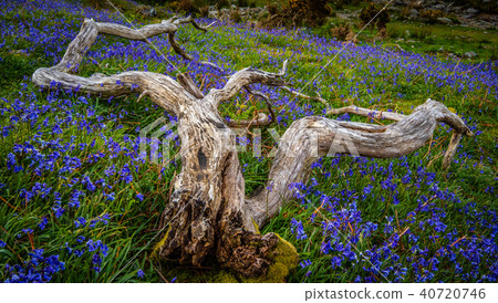 Rannerdale Bluebells Rannerdale Bluebells 40720746