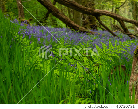 Scottish Bluebells Scottish Bluebells 40720751