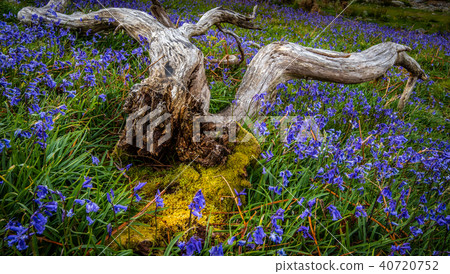 Rannerdale Bluebells in England 40720752
