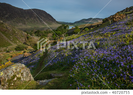 Bluebells in English Lake District Bluebells in English Lake District 40720755
