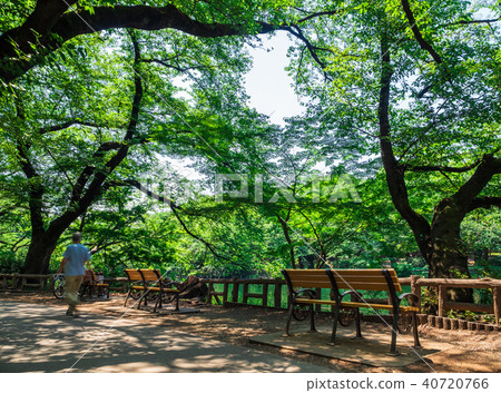 Park's bench Inokashira Park 40720766