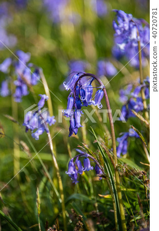 Scottish Bluebells Scottish Bluebells 40720781