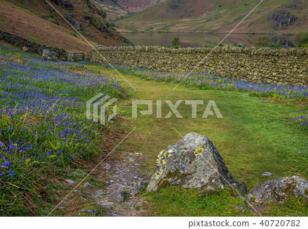 Rannerdale Bluebells in Lake District Rannerdale Bluebells in Lake District 40720782