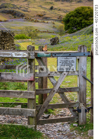 Rannerdale Bluebells in lake District 40720783