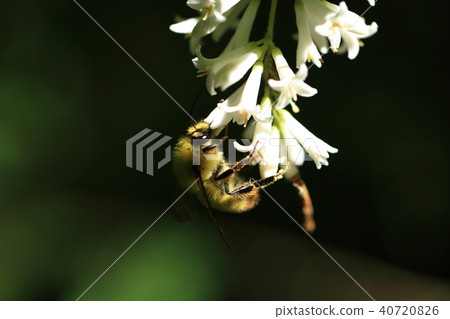 Tiger bumblebee ⑩ 40720826